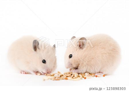 brown hamster eat food on a light background 123898303