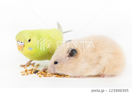 brown hamster eat food on a light background brown hamster eat food on a light background 123898305