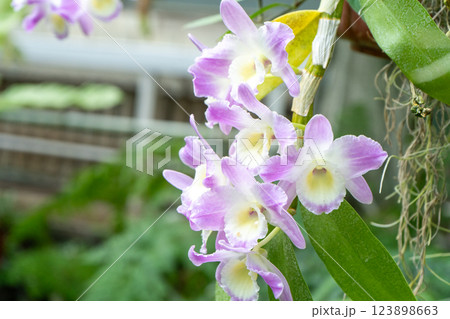Cattleya purple white flowers bud in the garden. Orchid plant growing. 123898663