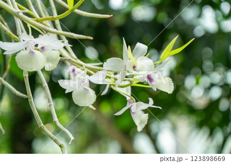 Growing Cattleya white flowers in the garden. Orchid plants collection. 123898669