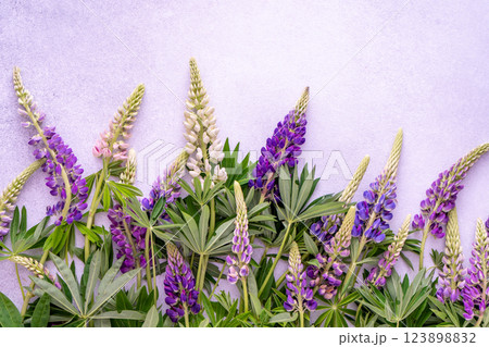 Lupine flowers. Purple and pink bud. Lupine flowers. Purple and pink bud. 123898832