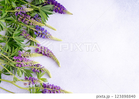 Lupine flowers. Purple and pink bud. Lupine flowers. Purple and pink bud. 123898840