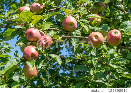 Red apples on the tree. Fruit harvest garden 123898912