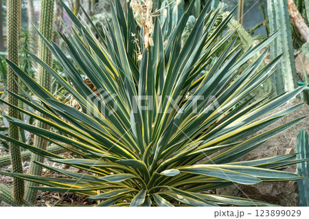 Yucca Agave plant green flower. 123899029