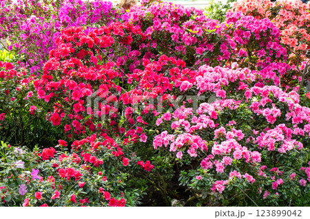 Azalea bud flower. Rhododendron plant in garden 123899042