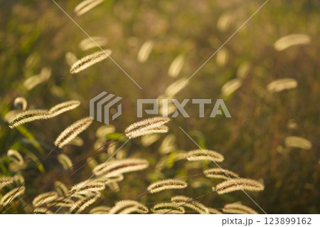 秋の日差しとエノコログサ 秋の日差しとエノコログサ 123899162