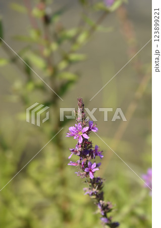 Purple loosestrife Purple loosestrife 123899221