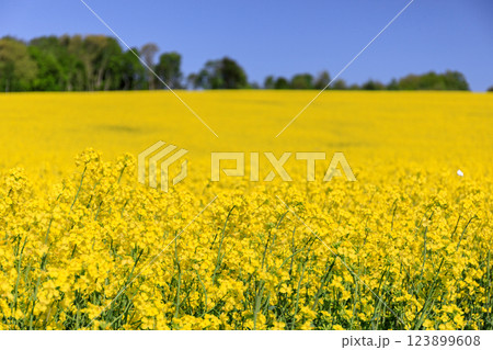 北海道安平町、黄色いじゅうたんに染まる菜の花畑【5月】 北海道安平町、黄色いじゅうたんに染まる菜の花畑【5月】 123899608