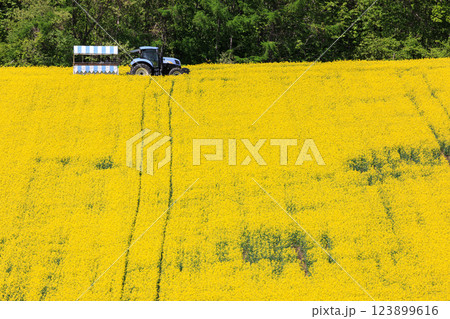 北海道安平町、黄色いじゅうたんに染まる菜の花畑を走るトラクター【5月】 北海道安平町、黄色いじゅうたんに染まる菜の花畑を走るトラクター【5月】 123899616