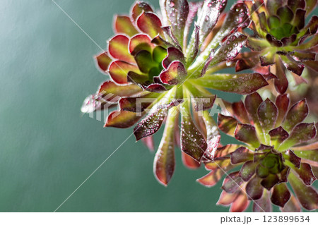Flower Aeonium Schwarzkopf succulent. Leaves plant. Flower Aeonium Schwarzkopf succulent. Leaves plant. 123899634