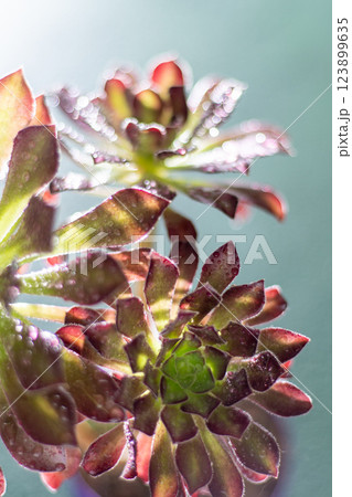 Flower Aeonium Schwarzkopf succulent. Leaves plant. 123899635