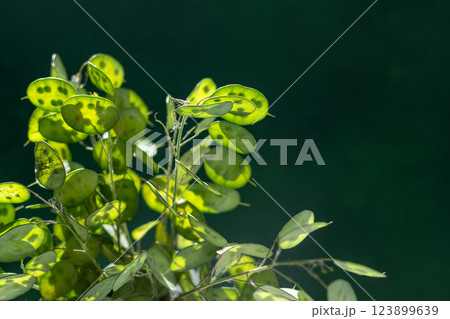 Green leafy background. Lunaria leaves. Dried flower plant. Green leafy background. Lunaria leaves. Dried flower plant. 123899639
