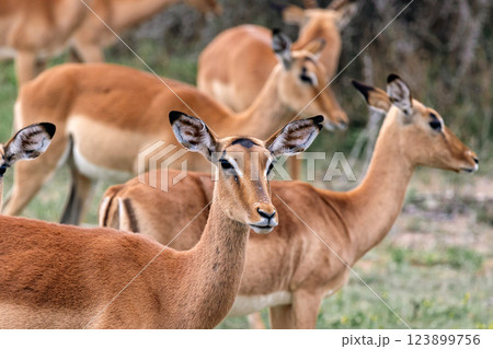 group of impala females in wild nature 123899756