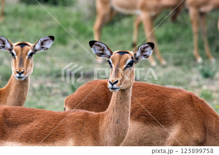 Beautiful impala female in wild nature Beautiful impala female in wild nature 123899758