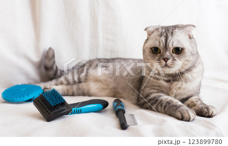 Gray scottish fold cat lying on sofa with grooming combs Gray scottish fold cat lying on sofa with grooming combs 123899780