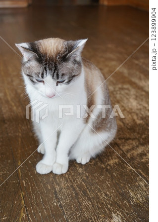 耳を澄ましてサクラネコ 123899904