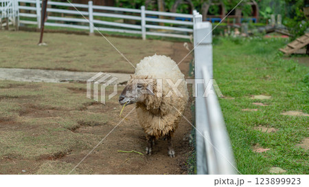 Fluffy Sheep Grazing in Green Pasture with White Fence Backdrop Fluffy Sheep Grazing in Green Pasture with White Fence Backdrop 123899923
