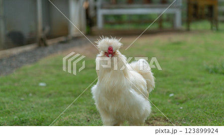 Elegant White Silkie Chicken Grazing on Green Grass in Natural Light Elegant White Silkie Chicken Grazing on Green Grass in Natural Light 123899924
