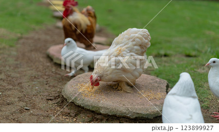 Poultry Feeding Time: Chicken Rooster and Doves in a Backyard Scene Poultry Feeding Time: Chicken Rooster and Doves in a Backyard Scene 123899927