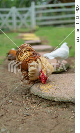 Golden Laced Cochin Rooster Feeding on a Stone Path in Lush Garden Golden Laced Cochin Rooster Feeding on a Stone Path in Lush Garden 123899928