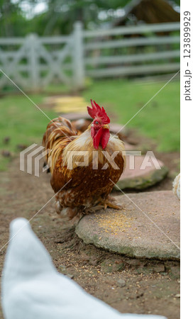 Proud Rooster Strutting on Farm Path Amidst Tranquil Countryside Scene 123899929