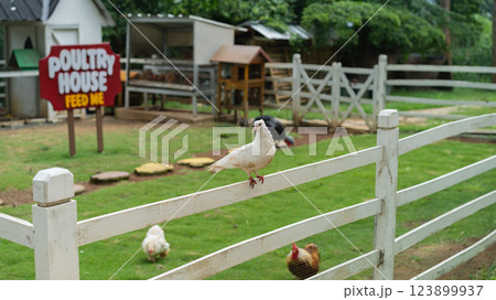 Peaceful Farm Scene Featuring White Dove on Fence and Poultry House Peaceful Farm Scene Featuring White Dove on Fence and Poultry House 123899937