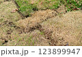 Patchy lawn exhibiting dry grass and healthy green grass side by side 123899947