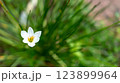 Delicate white rain lily blooming amidst lush green foliage beauty 123899964