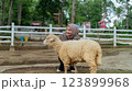 Smiling Hijabi Woman Bonding with a Sheep on a Picturesque Farm 123899968