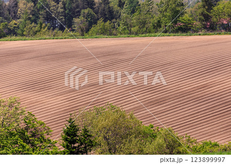 北海道安平町、丘に広がる畑の畝【5月】 北海道安平町、丘に広がる畑の畝【5月】 123899997