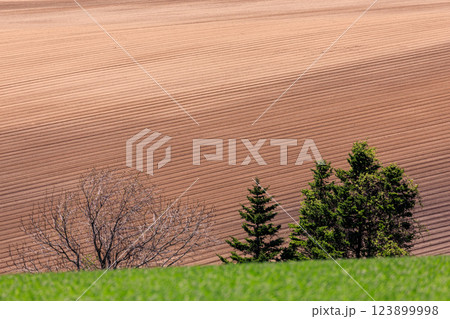 北海道安平町、丘に広がる畑の畝【5月】 北海道安平町、丘に広がる畑の畝【5月】 123899998