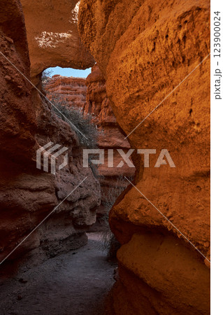 Hiking trail at the bottom of the canyon 123900024