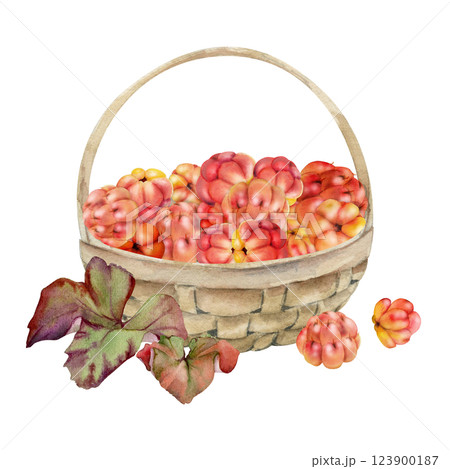 Cloudberry raspberry with leaves in weaved basket, hand drawn in watercolor, heap of red ripe picked forest berry harvest. Isolated illustration for restaurant, cafe menu, recipe book, farmers market 123900187