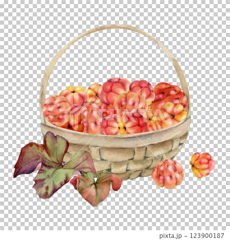 Cloudberry raspberry with leaves in weaved basket, hand drawn in watercolor, heap of red ripe picked forest berry harvest. Isolated illustration for restaurant, cafe menu, recipe book, farmers market 123900187