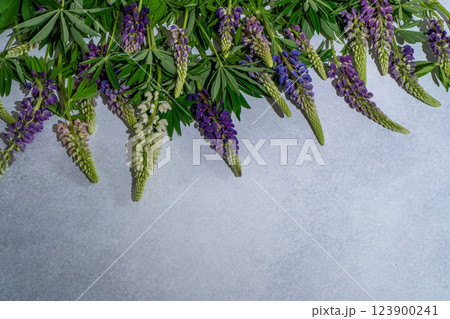 Lupine flowers. Purple and pink bud. 123900241