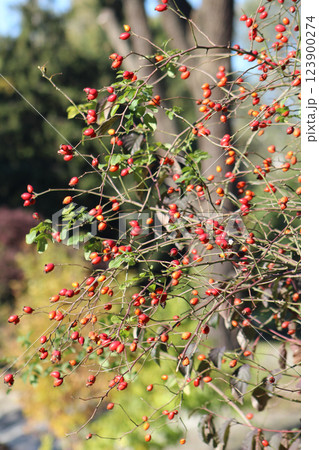 Rosehip red berries on a branch. Plant bush fruits 123900274