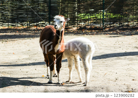 Alpaca Vicugna pacos white baby animal Alpaca Vicugna pacos white baby animal 123900282