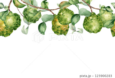 Bergamot fruits on branches seamless border isolated on white. Watercolor citrus trees on repeated texture. Hand drawn sprigs and green fruits on botanical banner for textile, package. Bergamot fruits on branches seamless border isolated on white. Watercolor citrus trees on repeated texture. Hand drawn sprigs and green fruits on botanical banner for textile, package. 123900283