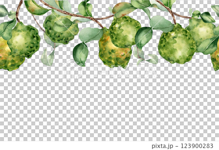 Bergamot fruits on branches seamless border isolated on white. Watercolor citrus trees on repeated texture. Hand drawn sprigs and green fruits on botanical banner for textile, package. Bergamot fruits on branches seamless border isolated on white. Watercolor citrus trees on repeated texture. Hand drawn sprigs and green fruits on botanical banner for textile, package. 123900283