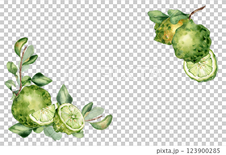 Lime tree branch and citrus fruits watercolor corner frame isolated on white. Fresh summer border with sliced bergamot ripe, leaves for packaging, label tea, invitation. Citrus frame hand drawn. 123900285