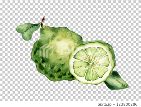 Lime kaffir whole and sliced watercolor illustration isolated. Fresh tropical citrus and leaves hand drawn botanical sketch. Summer fruits for design packaging, label. Citrus fruits drawing. 123900286