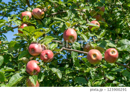 Red apples on the tree. Fruit harvest garden 123900291