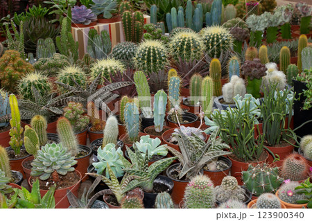 Lots of different cacti and succulents. Home flowers collection. Blooming cactus background. Grow a flower succulent 123900340