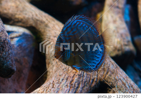 Brightly colored discus fish swimming among driftwood in an aquarium Brightly colored discus fish swimming among driftwood in an aquarium 123900427