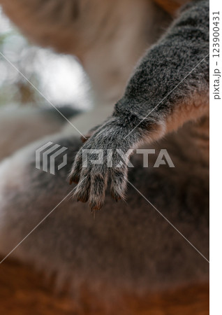 Close-up of a ring-tailed lemur's paw, showing intricate details of fur and fingers Close-up of a ring-tailed lemur's paw, showing intricate details of fur and fingers 123900431