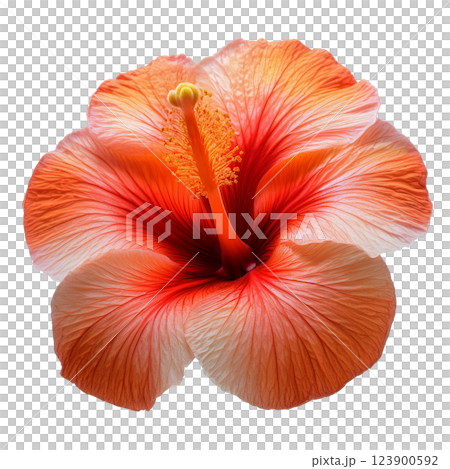 芙蓉圖形材質 (JPEG/PNG) 芙蓉圖形材質 (JPEG/PNG) 123900592