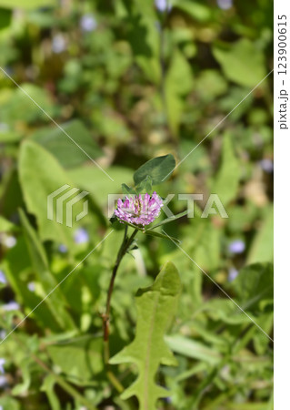 Red clover 123900615