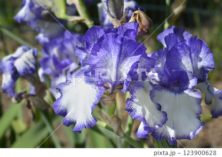 Tall bearded iris Blue Staccato Tall bearded iris Blue Staccato 123900628