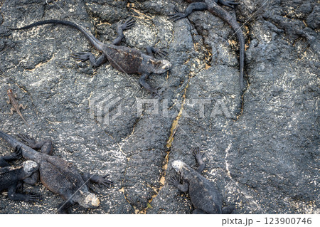 Marine Iguanas Resting on Lava Rocks in Galapagos 123900746
