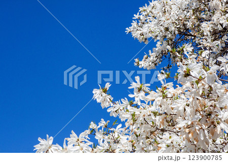 White magnolia and blue sky in spring. Floral background. Flowering trees. Nature. Copy space. 123900785